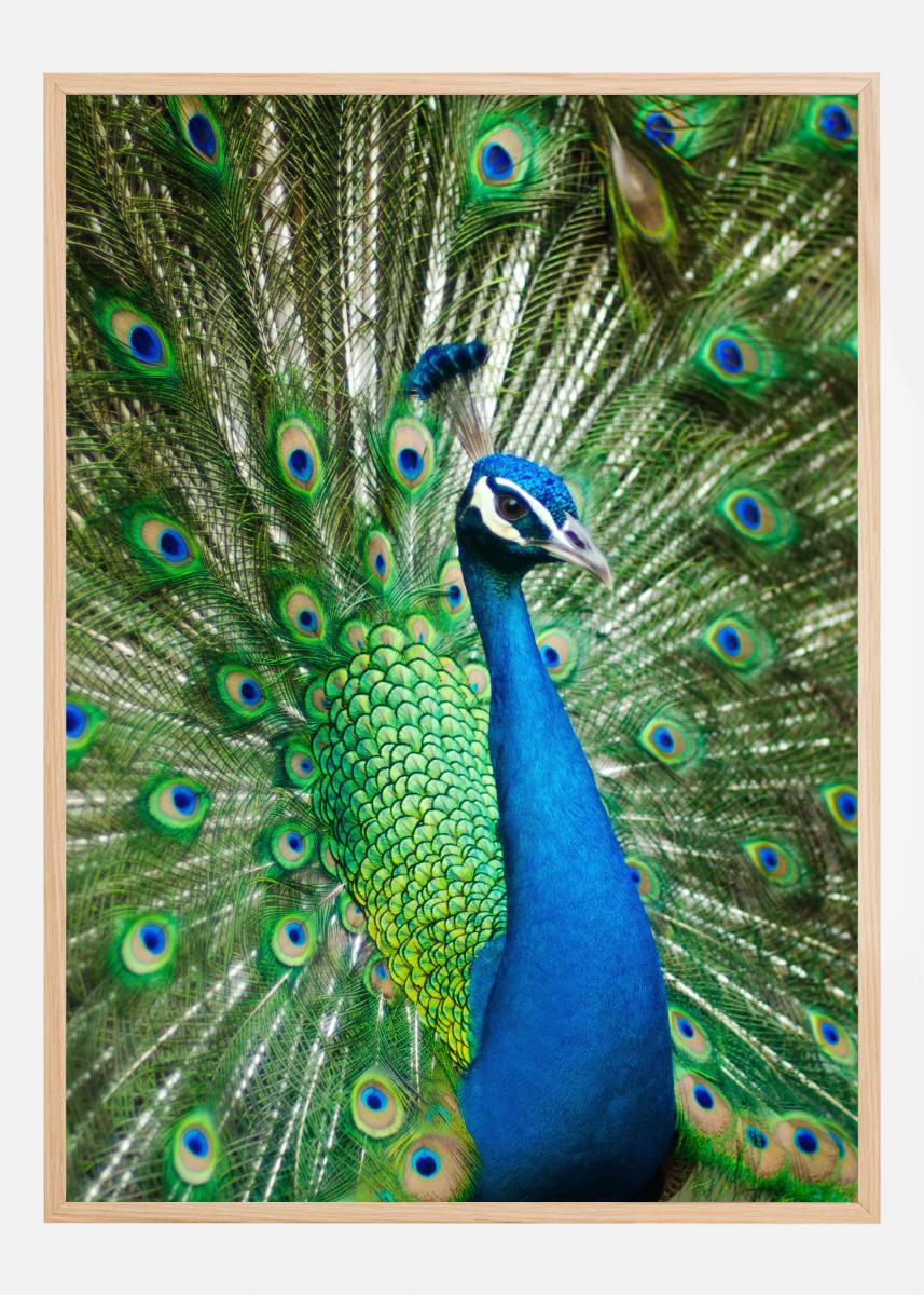 Pacon Peacock Poster Board, Gold/Silve, 14 x 22