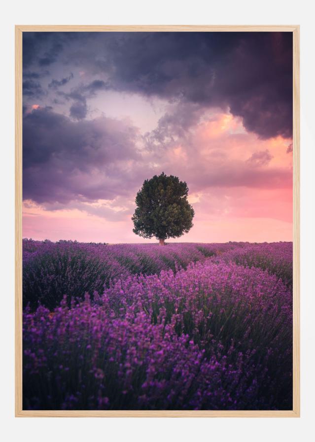 Lavender Fields Poster