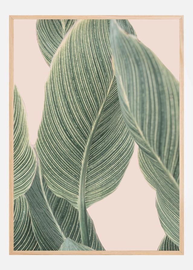 Calla Leaf Poster