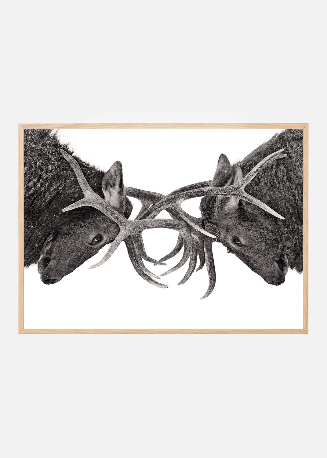 Eye to Eye - Elk fight Poster (70x100 cm)