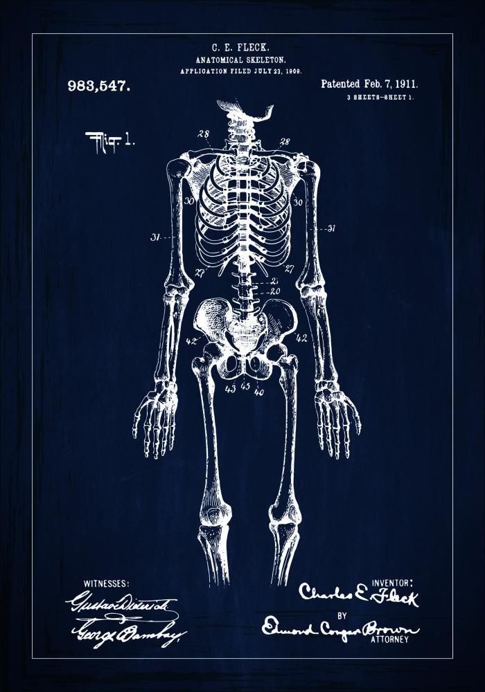 Patentritning - Anatomiskt skelett I - Blå Poster