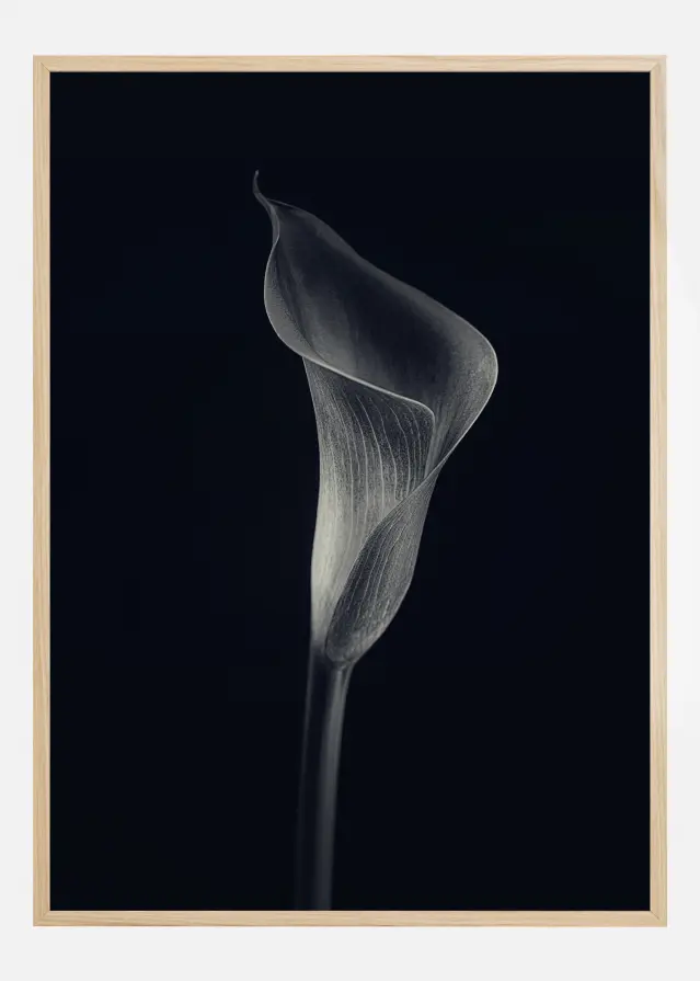 Calla Lily Poster