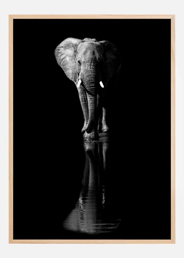 Elephant Poster