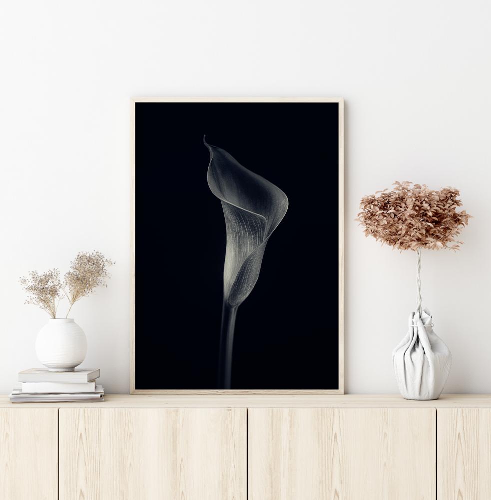 Calla Lily Poster