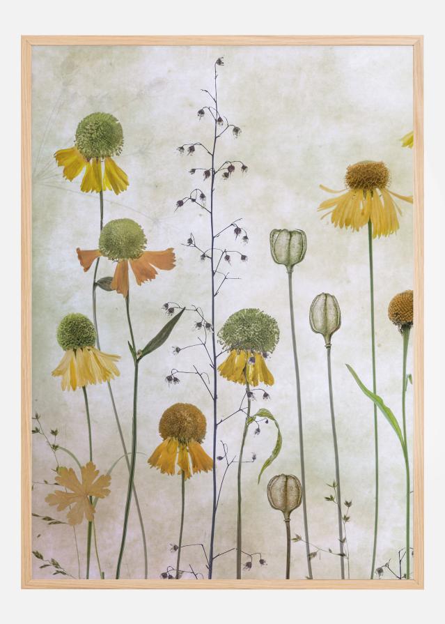 Helenium Poster