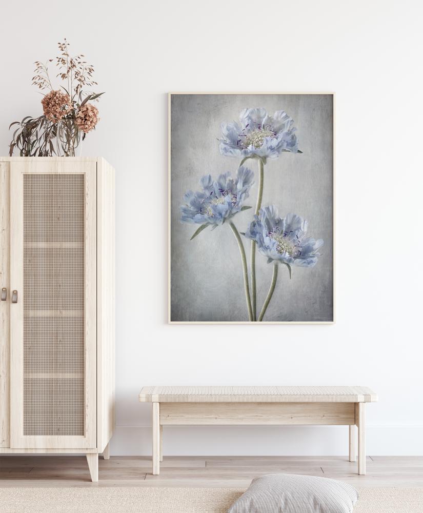 Scabiosa Poster