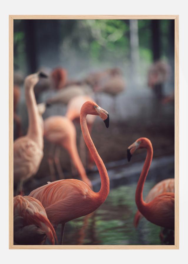 Flamingo Poster