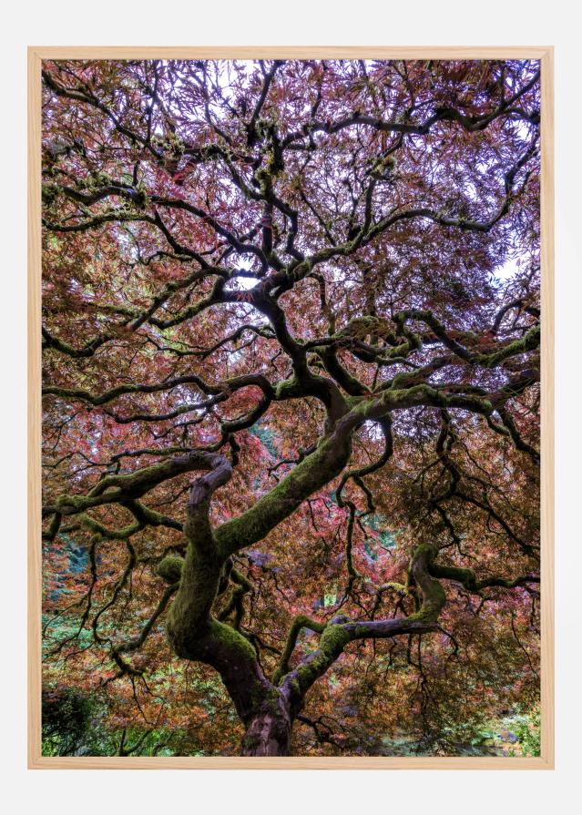 Japanese Maple Tree Poster