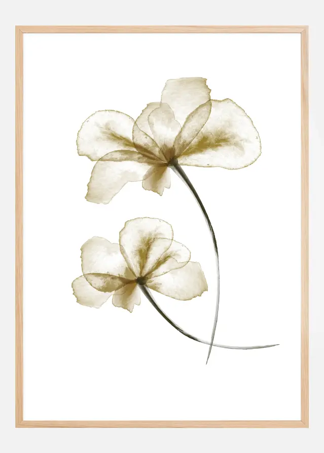 Pressed Flowers Poster