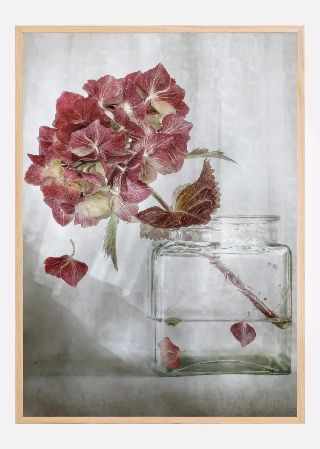 Hydrangea Poster