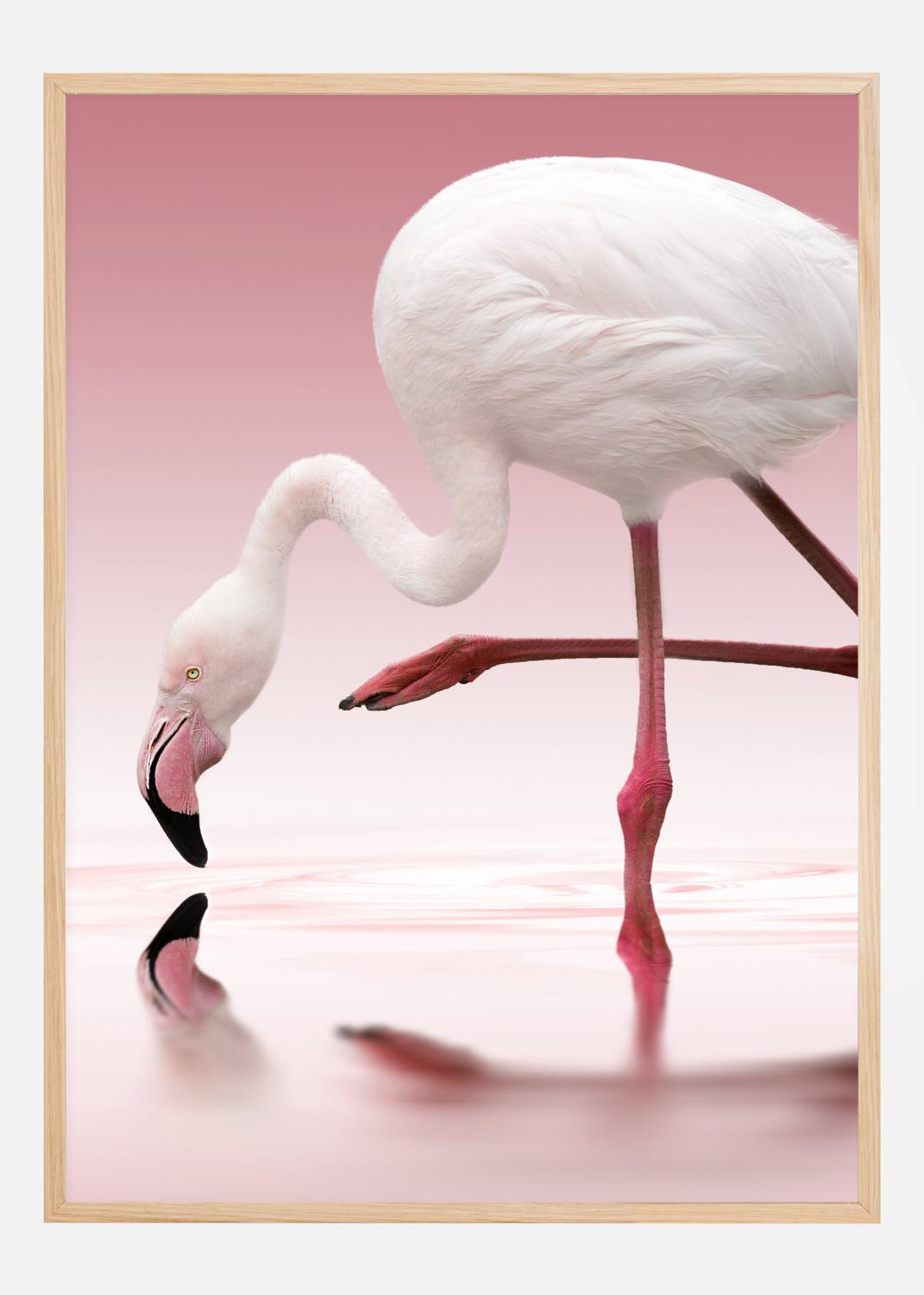 Flamingo Poster (70x100 cm)