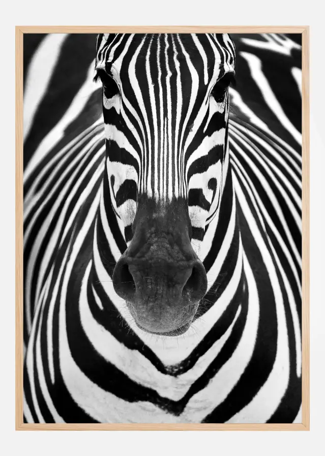 Zebra Poster