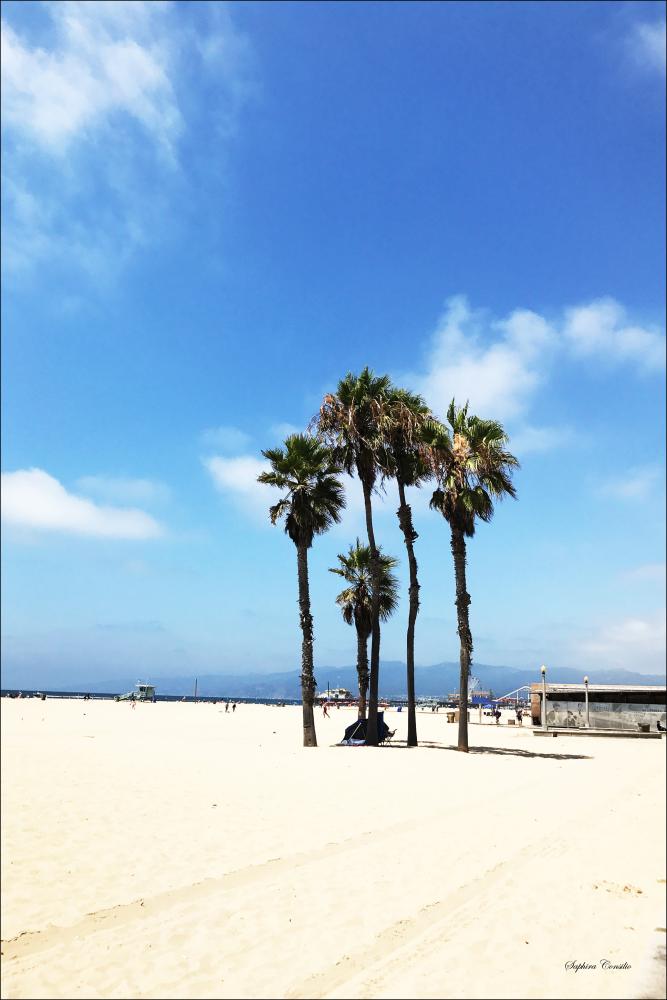 Palm Trees in Venice Poster