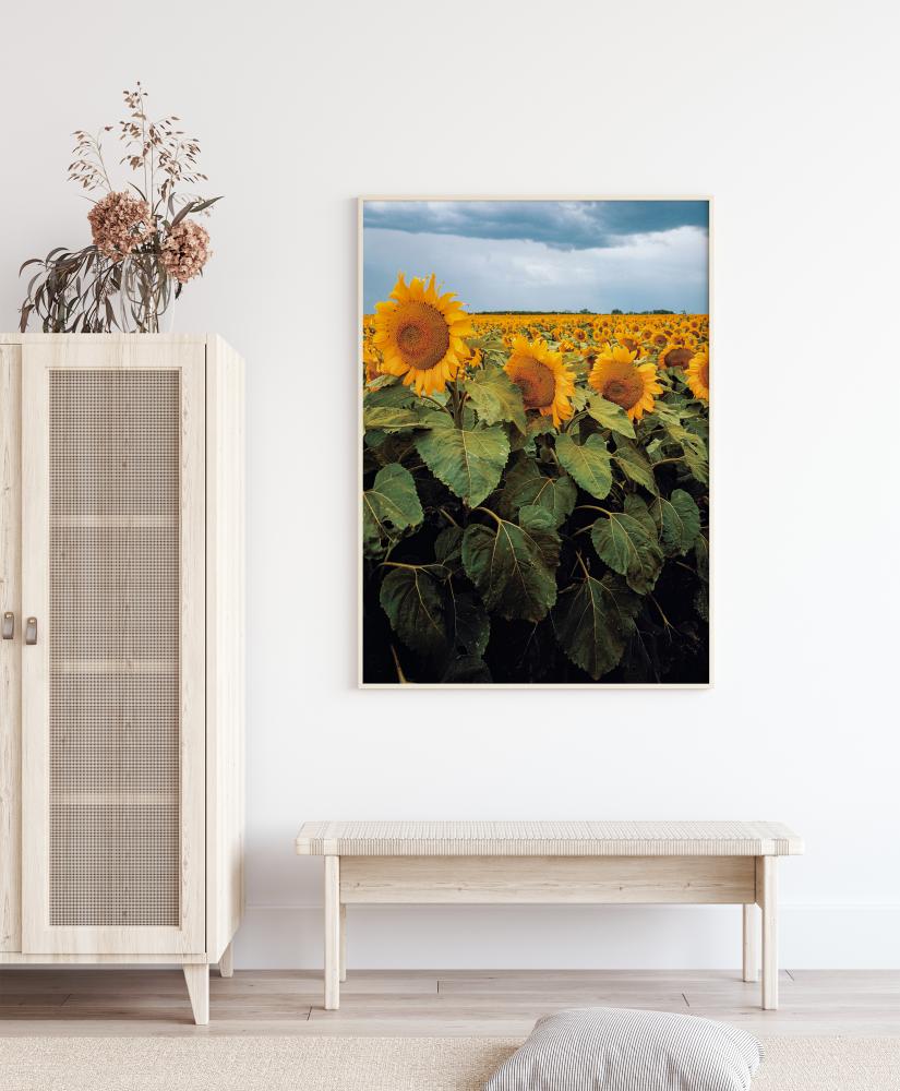 Sunflowers Poster